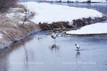 雪裡川のタンチョウ