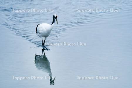雪裡川のタンチョウ