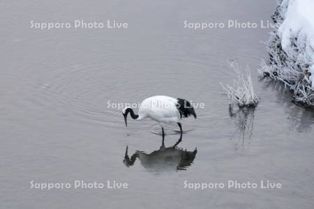 雪裡川のタンチョウ