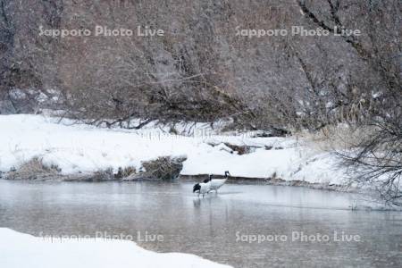 雪裡川のタンチョウ