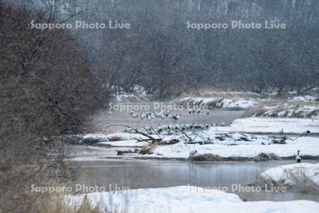 雪裡川のタンチョウ