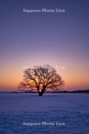 ハルニレの木と日の出