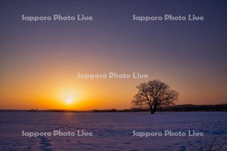 ハルニレの木と日の出