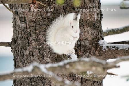 白いエゾリス