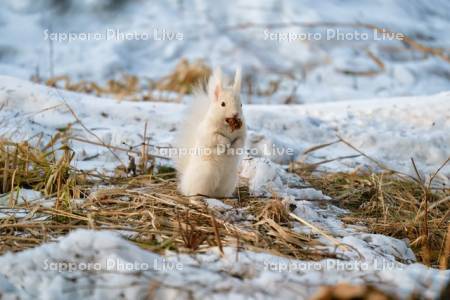 白いエゾリス