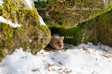 エゾヤチネズミ