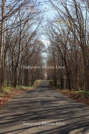 紅葉の並木道