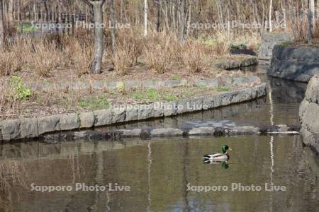 五天山公園水車小屋の池のカモ