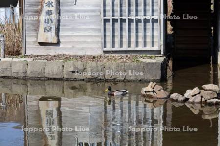 五天山公園水車小屋の池のカモ