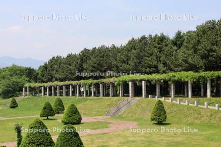 前田森林公園　サンクガーデンと手稲山