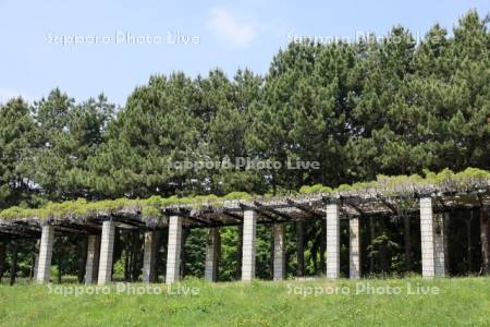 前田森林公園　大パーゴラ