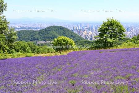 幌見峠ラベンダー園より市街展望