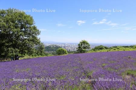 幌見峠ラベンダー園より市街展望