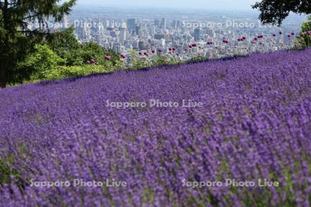 幌見峠ラベンダー園より市街展望