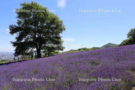幌見峠ラベンダー園