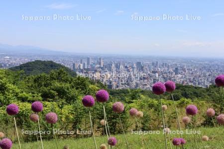 幌見峠ラベンダー園　アリウム・ギガンチウム市街展望