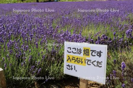 幌見峠ラベンダー園　看板
