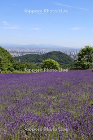 幌見峠ラベンダー園より円山