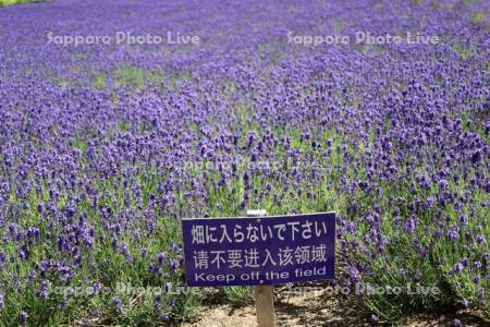 幌見峠ラベンダー園　多言語看板