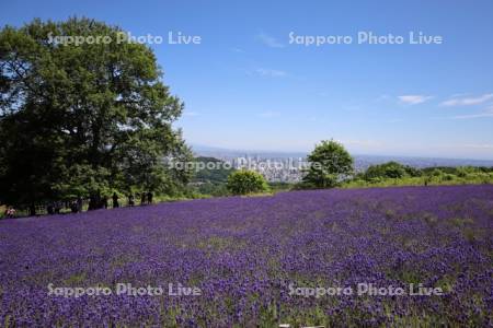 幌見峠ラベンダー園より市街展望