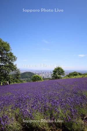 幌見峠ラベンダー園より市街展望