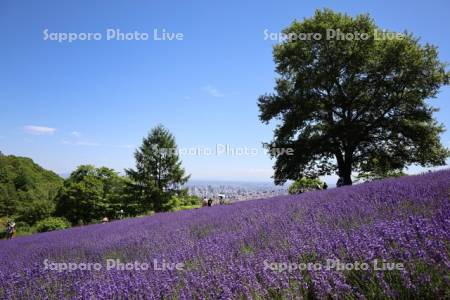 幌見峠ラベンダー園より市街展望