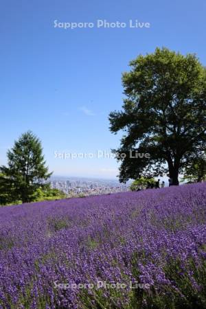 幌見峠ラベンダー園より市街展望