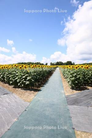 ひまわりの里　ひまわり迷路