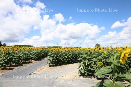 ひまわりの里　ひまわり迷路