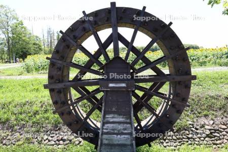 ひまわりの里　水車
