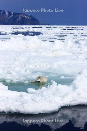 ゴマフアザラシ