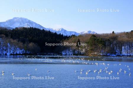 ハクチョウと白山