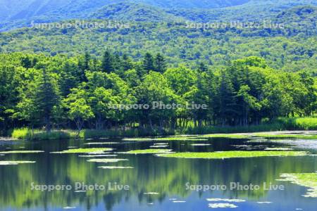 知床五湖　一湖