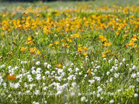 原生花園あやめヶ原　ヒオウギアヤメ