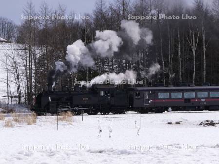 タンチョウとSL冬の湿原号