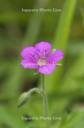 ゲンノショウコウ