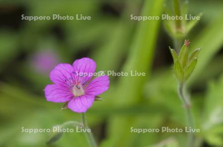 ゲンノショウコウ