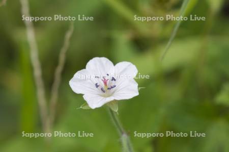 ゲンノショウコウ