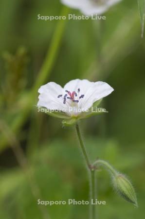 ゲンノショウコウ