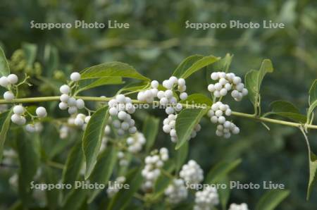 シロミノコムラサキ