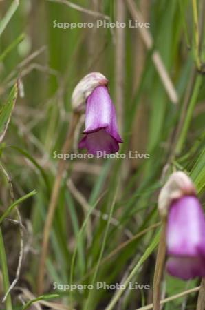 ナンバンギセル