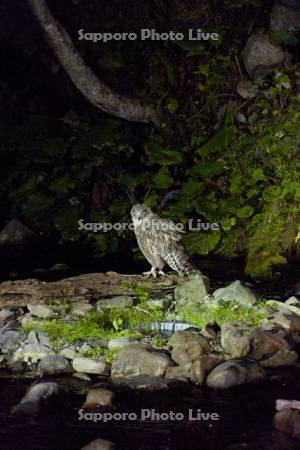 知床半島 シマフクロウ