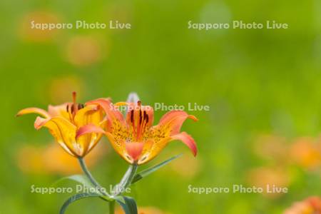 エゾスカシユリ　