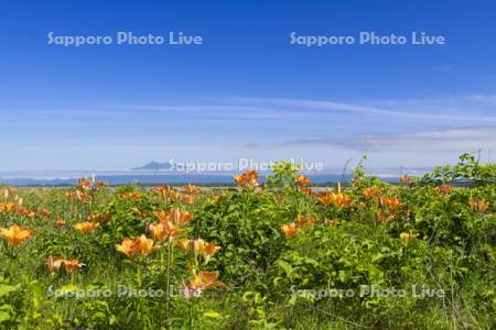 花盛りの小清水原生花園と斜里岳