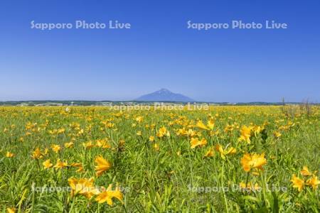 エゾカンゾウ咲くサロベツ原生花園