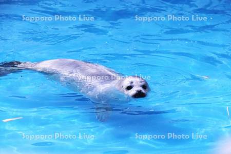 ゴマフアザラシ